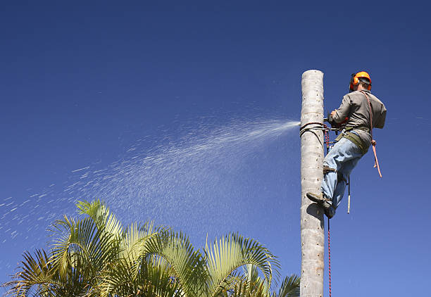 Best Stump Grinding and Removal  in South Oroville, CA