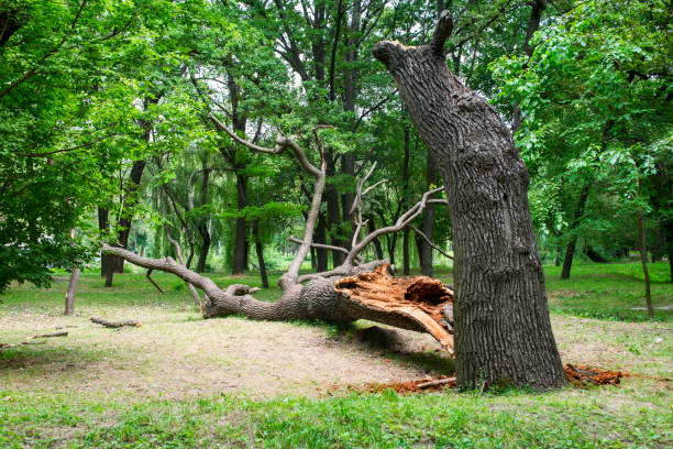 Lawn Pest Prevention in South Oroville, CA