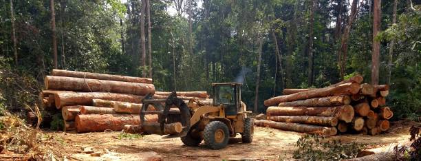 How Our Tree Care Process Works  in  South Oroville, CA