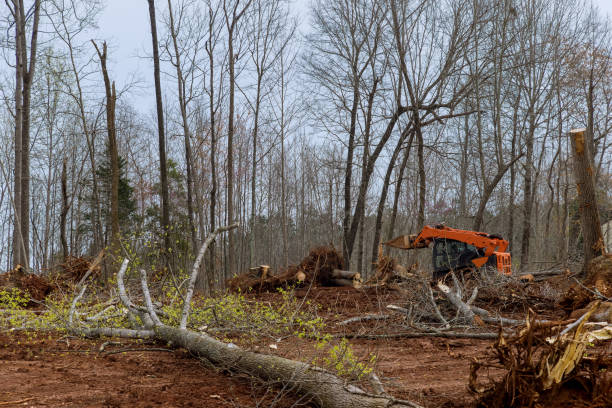 Reliable South Oroville, CA Tree Care Solutions