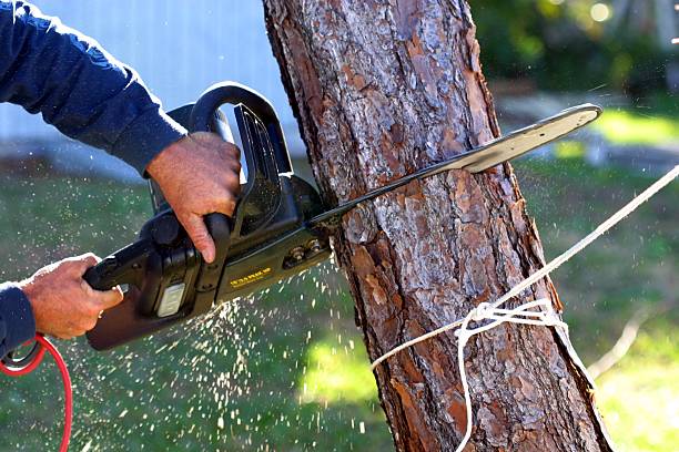 How Our Tree Care Process Works  in  South Oroville, CA