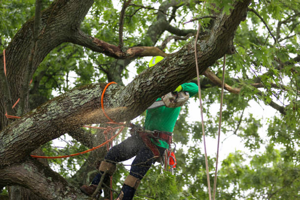 Best Utility Line Clearance  in South Oroville, CA