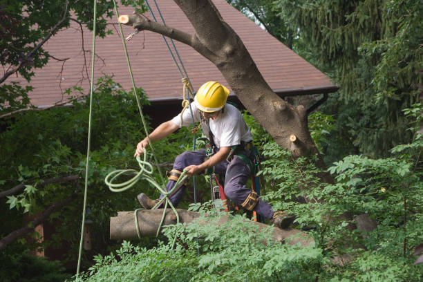 Leaf Removal in South Oroville, CA