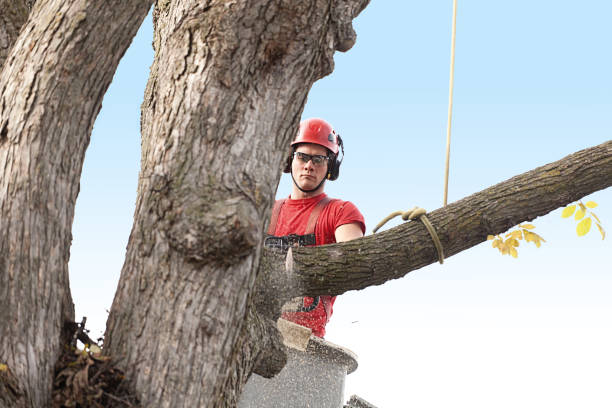 Best Tree Trimming and Pruning  in South Oroville, CA